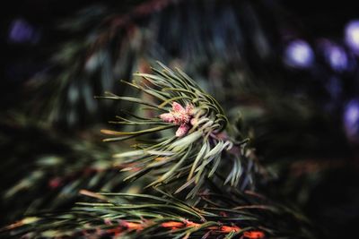 Close-up of flower on tree