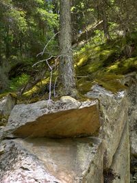 Trees in forest