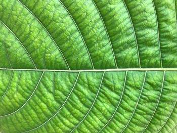 Full frame shot of green leaf