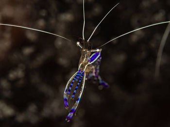 insect