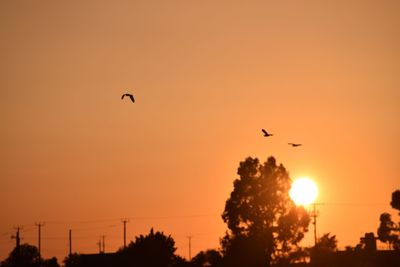 Low angle view of silhouette birds flying against orange sky