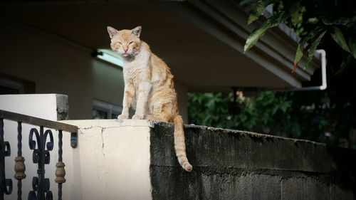 Portrait of a cat sitting on wall