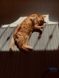 High angle view of ginger cat relaxing on floor rug upside down in sunlight 