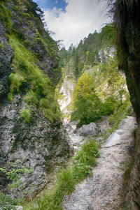 Scenic view of forest against sky