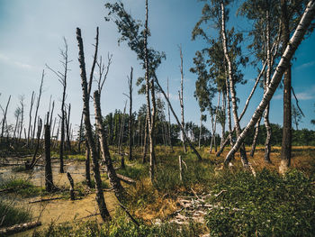 Plants growing on land against sky