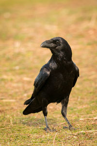 Close-up of black bird perching on a field