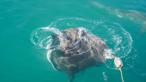 High angle view of large stringrey baiting in sea