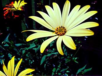 Close-up of yellow flower