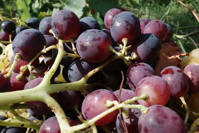 Close-up of grapes