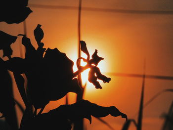 Close-up of silhouette man against orange sky