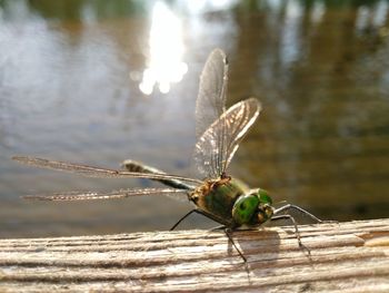 Close-up of dragonfly on wood