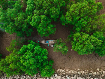 High angle view of trees by plants