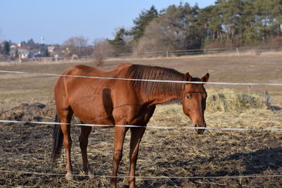 Horse standing on field against trees