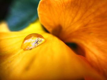 Close-up of flower