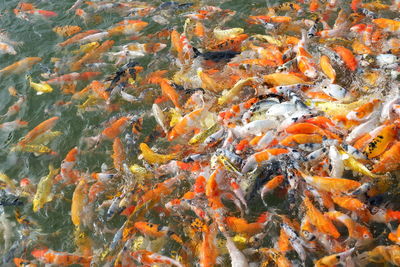 High angle view of koi carps swimming in lake