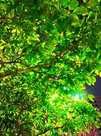 Low angle view of tree