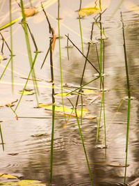 Plants in water
