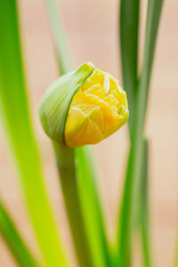 Close-up of yellow tulip