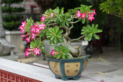 Close-up of potted plant