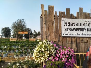 View of flowering plants against clear sky