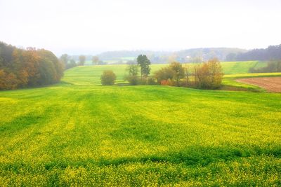 Scenic view of field against clear sky