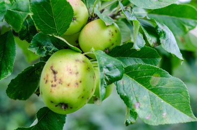 Close-up of apple growing on plant