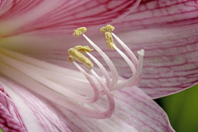 Close-up of pink flower