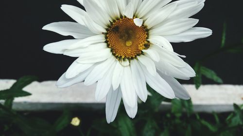 Close-up of flower blooming outdoors