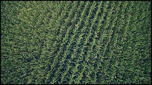 Full frame shot of grass