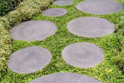 High angle view of plants growing on stone wall