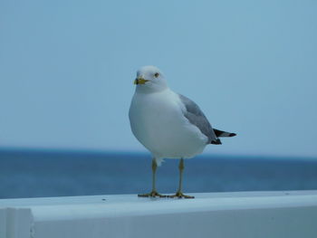 Seagull perching on a wall