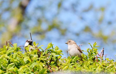 Bird perching on a plant