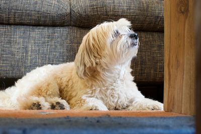 Dog resting on sofa