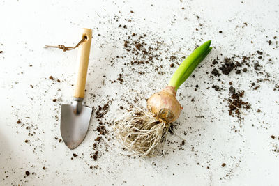 A small garden shovel for indoor plants and hyacinth bulb