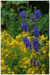 Close-up of purple flowers on field