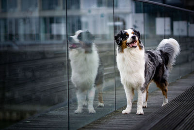 Portrait of dogs standing outdoors