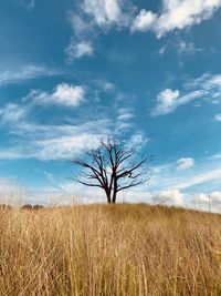 Bare tree on field against sky