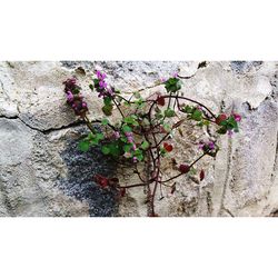 Close-up of flowering plants against wall