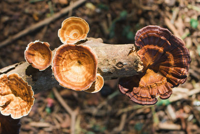 Close-up of shells