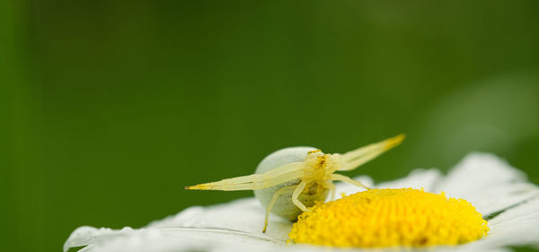 Close-up of insect on yellow flower