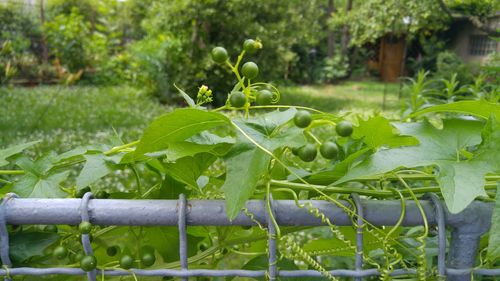 Close-up of fresh green tree