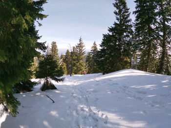 Pine trees on snow covered field against sky