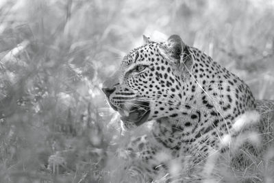 Close-up of a cat on field