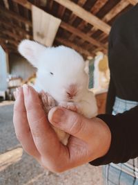 Close-up of hand holding bunny against blurred background