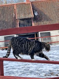 Cat in a snow