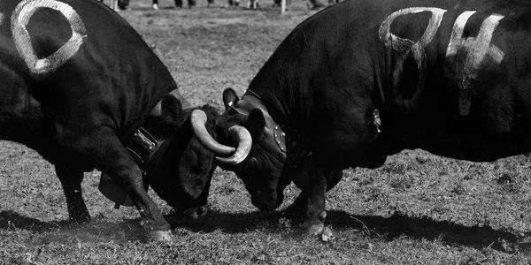 Cows standing in a field