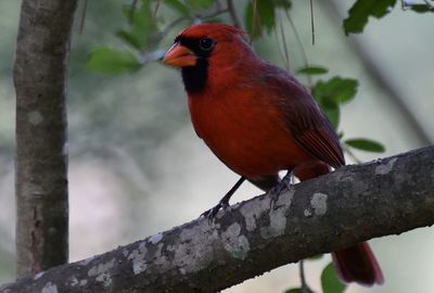 Close-up of bird perching on branch