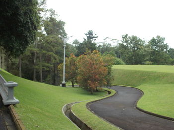 Trees in park