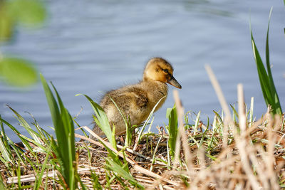 Bird in a lake