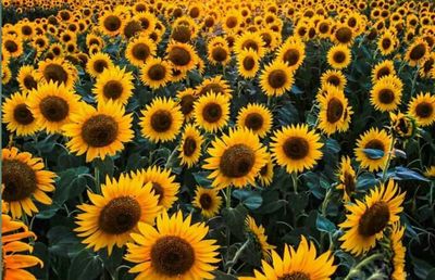 Full frame shot of sunflower field